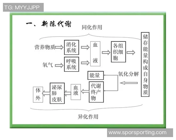 无氧运动对肌肉增长与代谢的影响及科学训练方法解析