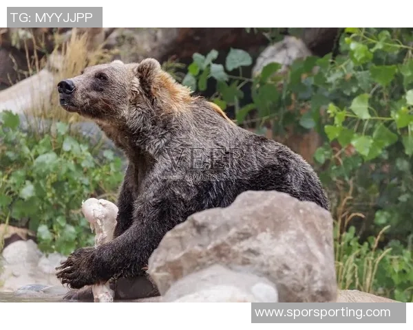灰熊栖息地的生态保护与人类活动的平衡探索